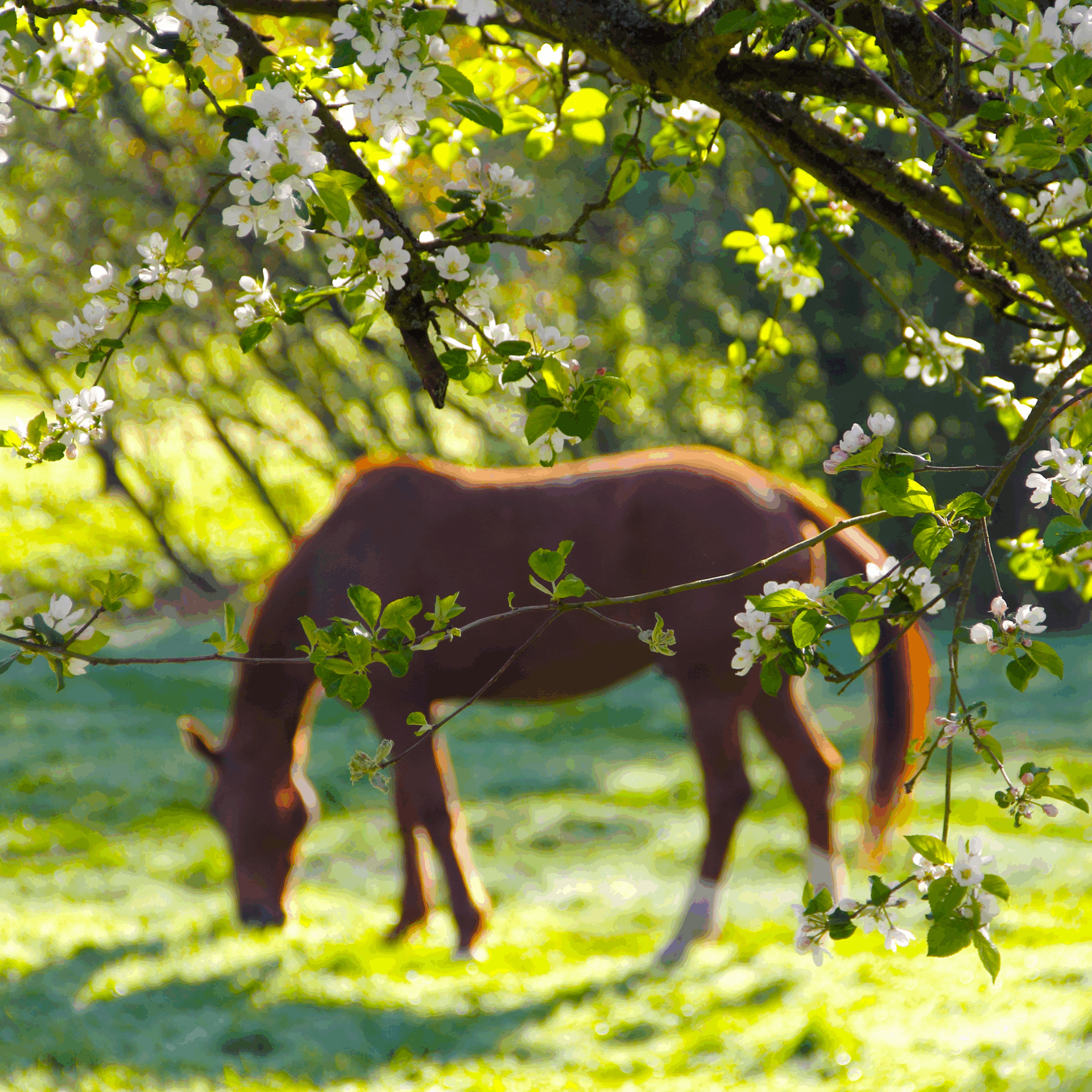 Zakelijke coaching business paarden leidinggeven manager